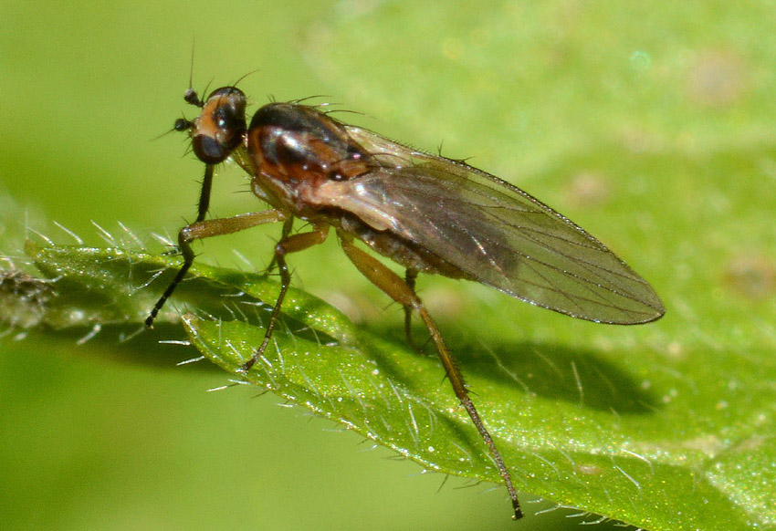 Lonchopteridae